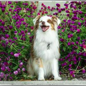 Fundraising Page: Sharon Brewer